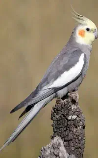 عروس هلندی گمشده