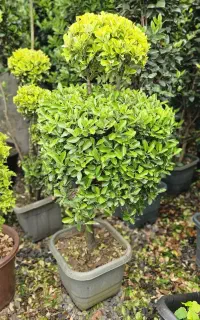 شمشاد توپی شمشاد چند کله چند سر