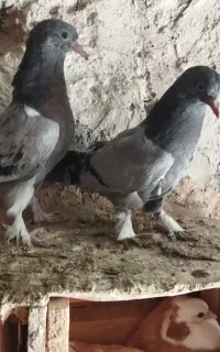 جوجه ترکیه