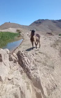 چبش فروشی
