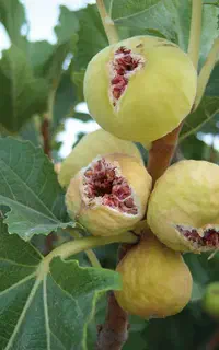 انجیر در خرم‌آباد