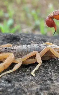 سمپاشی منازل مسجدسلیمان اندیکا لالی ایذه