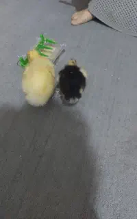 جوجه اردک