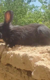 یک  خرگوش
