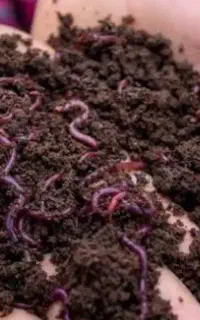 فروش کرم و آموزش ورمی کمپوست