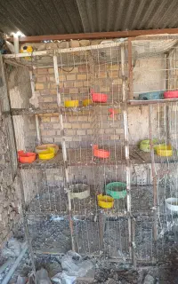 قفسه بندی