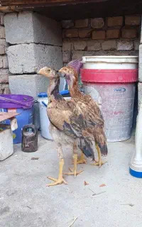 دو عدد جوجه خروس لاری