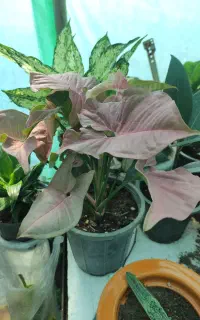فروش گل های آپارتمانی و باغچه ای