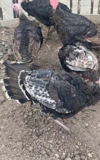 بوقلمون
