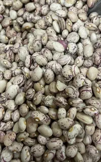 حبوبات قیمت مناسب