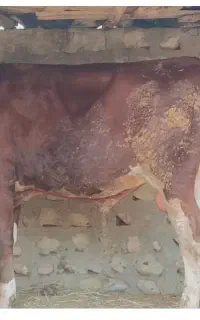 یک عدد گوساله نر
