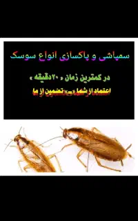 سمپاشی « سوسک »