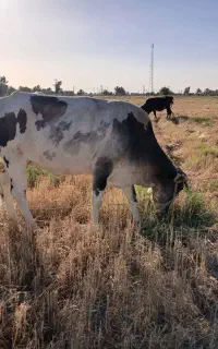 گاو