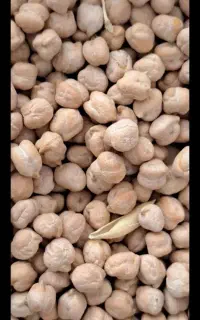 نخودتازه