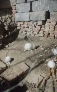 خرگوش