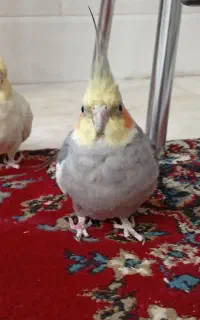 عروس هلندی