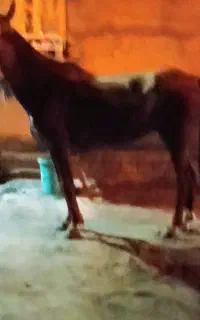 فروش مادیون آوس