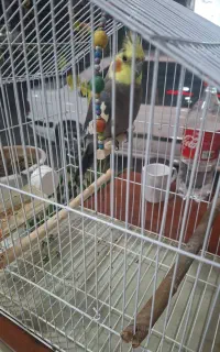 عروس هلندی نر ۹ ماهه