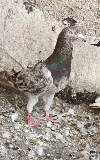 خوشرنگ زرد مغلف گم شده