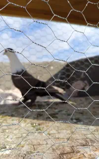 کلاغ مشکی