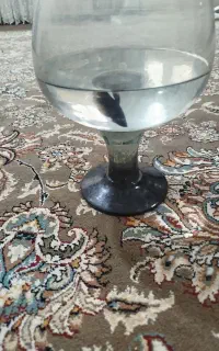 ماهی ماده فایتر