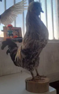 خروس خشک شده
