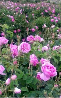 گل محمدی  قیزیل گول