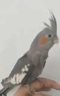 جوجه عروس هلندی نرم خور