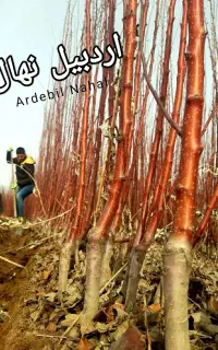 فروش انواع نهال میوه و صنوبر