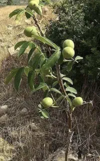 خدمات باغبانی