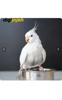 عروس هلندی گم شده