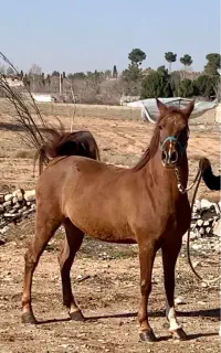 پانسیون اسب،شیراز،دوکوهک(گویم)