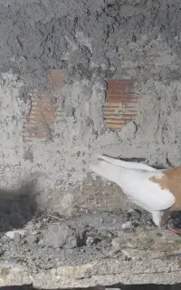 کلفه نر و ماده