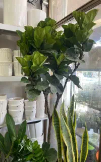 نیازمند نیروی خدماتی خانم