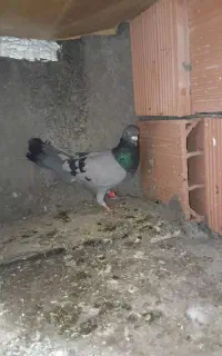 کبوتر دو خط مسافتی