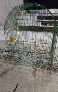 قفس پرنده