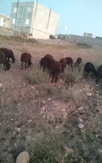 فروش میش