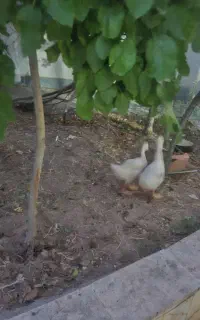دو قوغاز، دو جوجه همگی دو و نیم ماهه