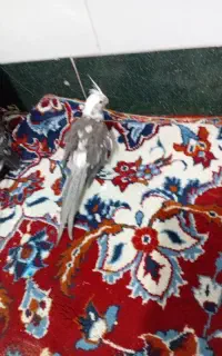 عروس نر معاوضه میکنم