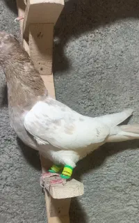 جوجه سیخ پر
