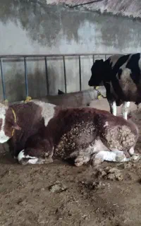 کارگر