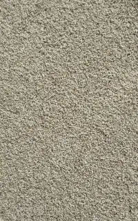 بذر درجه یک تمیز پاک شده