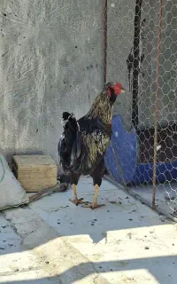 خروس