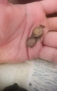 نطفه مار اصل