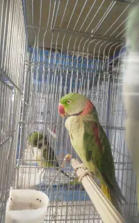 شاه طوطی