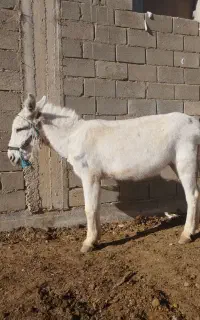 فروش الاغ وکاری باری وگله ای به شرط