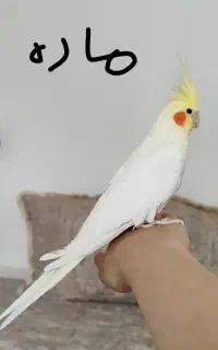 فروش یک جفت عروس هلندی نر و ماده دستی