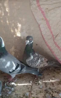 فروش یه جفت کبوتر