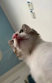 گربه نر واگذاری فقط به خانم