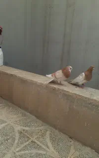 یه جفت کبوتر